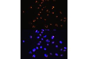 Immunofluorescence analysis of C6 cells using SUMO1 Rabbit mAb  at dilution of 1:100 (40x lens). (SUMO1 anticorps)
