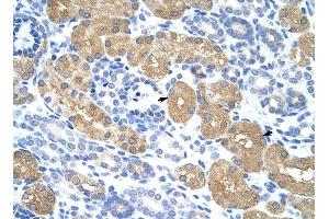 RAE1 antibody was used for immunohistochemistry at a concentration of 4-8 ug/ml to stain Epithelial cells of renal tubule (arrows) in Human Kidney. (RAE1 anticorps)