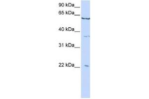 CSRP2 antibody used at 0. (CSRP2 anticorps  (C-Term))