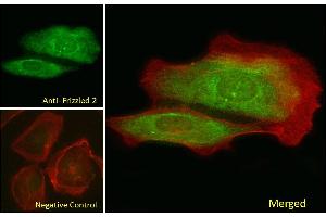 ABIN302136 Immunofluorescence analysis of paraformaldehyde fixed U2OS cells, permeabilized with 0.