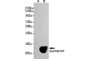 Western blot detection of EGFP/EYFP expression in Rosetta E. (eGFP anticorps)