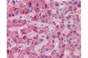 Anti-APOA2 antibody IHC of human liver. (APOA2 anticorps  (AA 1-100))