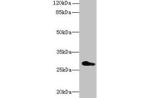 Western blot All lanes: REEP4 antibody at 0. (Receptor Accessory Protein 4 anticorps  (AA 78-257))