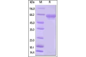 Biotinylated Human B7-H5, Fc,Avitag on  under reducing (R) condition.