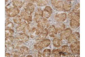 Immunoperoxidase of monoclonal antibody to SGK2 on formalin-fixed paraffin-embedded human stomach.