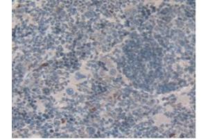 IHC-P analysis of Rat Spleen Tissue, with DAB staining. (Emilin1 anticorps  (AA 684-899))