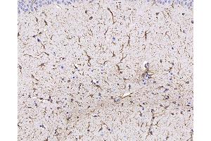 Immunohistochemistry analysis of paraffin-embedded mouse brain using GFAP Monoclonal Antibody at dilution of 1:400. (GFAP anticorps)
