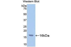 Western Blotting (WB) image for anti-Caspase 3 (CASP3) (AA 29-175) antibody (FITC) (ABIN1858244) (Caspase 3 anticorps  (AA 29-175) (FITC))