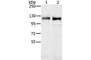 Western Blot analysis of 231 and K562 cell using PTPN12 Polyclonal Antibody at dilution of 1:200 (PTPN12 anticorps)