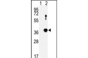 Western blot analysis of NEK6 (arrow) using rabbit polyclonal NEK6 Antibody (N-term) (ABIN1882104 and ABIN2842153). (NEK6 anticorps  (N-Term))