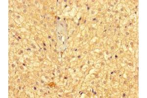 Immunohistochemistry of paraffin-embedded human adrenal gland tissue using ABIN7158978 at dilution of 1:100 (GMPPB anticorps  (AA 61-360))