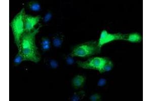 Anti-MAPRE2 mouse monoclonal antibody (ABIN2454542) immunofluorescent staining of COS7 cells transiently transfected by pCMV6-ENTRY MAPRE2 (RC200259). (MAPRE2 anticorps)
