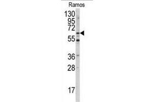 Western blot analysis of anti-MEN1 Antibody  (ABIN391613 and ABIN2841534) in Ramos cell line lysates (35 μg/lane). (Menin anticorps  (AA 113-144))