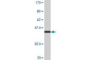 Western Blot detection against Immunogen (47.