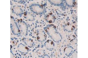 IHC-P analysis of stomach tissue, with DAB staining. (HSF4 anticorps  (AA 171-284))