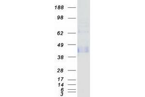 Validation with Western Blot