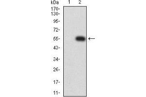 Western blot analysis using LILRA5 mAb against HEK293 (1) and LILRA5 (AA: extra 42-268)-hIgGFc transfected HEK293 (2) cell lysate.