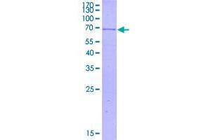Image no. 1 for Major Histocompatibility Complex, Class I, B (HLA-B) (AA 1-362) protein (GST tag) (ABIN2752813)