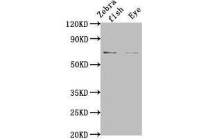 Western Blot Positive WB detected in: Zebrafish tissue, Zebrafish eye tissue All lanes: rbm47 at 1:2000 Secondary Goat polyclonal to rabbit IgG at 1/50000 dilution Predicted band size: 66 kDa Observed band size: 66 kDa (RBM47 anticorps  (AA 390-524))