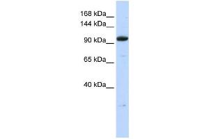 Western Blotting (WB) image for anti-Zinc Finger Protein 112 (ZFP112) antibody (ABIN2458357) (ZFP112 anticorps)