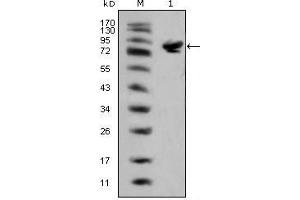 Western blot analysis using ISL1 mouse mAb against full-length ISL1 (aa1-349)-hIgGFc transfected HEK293 cell lysate(1). (ISL1 anticorps)