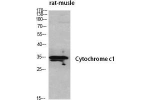 Western Blot analysis of various cells using Cytochrome c1 Polyclonal Antibody diluted at 1:500.