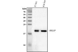Western blot analysis of Hbegf using anti-Hbegf antibody (ABIN7602202).