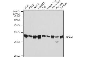 Western blot analysis of extracts of various cell lines, using RPL7A antibody (ABIN7270011) at 1:1000 dilution. (RPL7A anticorps)