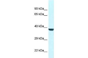 WB Suggested Anti-Wdr45l Antibody   Titration: 1. (WD Repeat Domain 45B (WDR45B) (N-Term) anticorps)