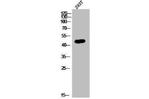 Western Blot analysis of 293T cells using GPR172B Polyclonal Antibody (GPR172B anticorps  (Internal Region))