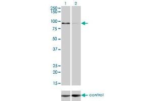 Western blot analysis of ZW10 over-expressed 293 cell line, cotransfected with ZW10 Validated Chimera RNAi (Lane 2) or non-transfected control (Lane 1). (ZW10 anticorps  (AA 1-100))