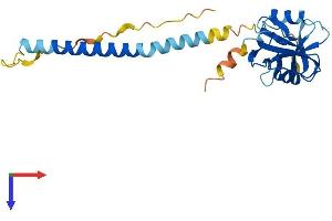 AlphaFold protein structure predicition of Mouse Recombinant Klrb1a Protein, UniprotID P27811