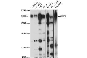 Western blot analysis of extracts of various cell lines, using KIF20B antibody (ABIN7268126) at 1:1000 dilution. (KIF20B anticorps  (AA 1200-1500))