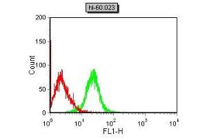 Flow cytometric analysis of HL-60 cells using CD42B mouse mAb (green) and negative control (red).