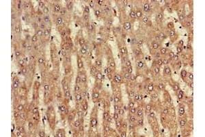 Immunohistochemistry of paraffin-embedded human liver tissue using ABIN7161610 at dilution of 1:100 (NINJ1 anticorps  (AA 1-80))