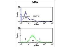 RPS15A Antibody (N-term) (ABIN650999 and ABIN2840032) flow cytometric analysis of K562 cells (bottom histogram) compared to a negative control cell (top histogram). (RPS15A anticorps  (N-Term))