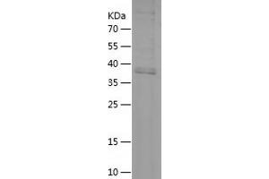 Western Blotting (WB) image for CD14 (CD14) (AA 20-171) protein (His-IF2DI Tag) (ABIN7124554)