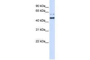 Western Blotting (WB) image for anti-Tubby Homolog (TUB) antibody (ABIN2459995) (TUB anticorps)