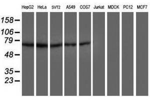 Image no. 2 for anti-Dystrobrevin, beta (DTNB) antibody (ABIN1497917) (Dystrobrevin beta anticorps)