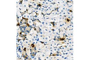 Immunohistochemistry of paraffin embedded mouse stomach using ghrelin (ABIN7074040) at dilution of 1:1500 (400x lens)
