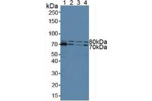 Figure. (STAM anticorps  (AA 199-464))