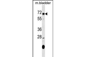 OSGIN1 Antibody (C-term) (ABIN1537394 and ABIN2849558) western blot analysis in mouse bladder tissue lysates (35 μg/lane). (OSGIN1 anticorps  (C-Term))