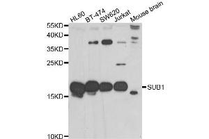 Western blot analysis of extracts of various cell lines, using SUB1 antibody. (SUB1 anticorps)
