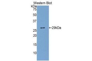 Western Blotting (WB) image for anti-Glucuronidase, beta (GUSB) (AA 440-648) antibody (ABIN1859102) (Glucuronidase beta anticorps  (AA 440-648))