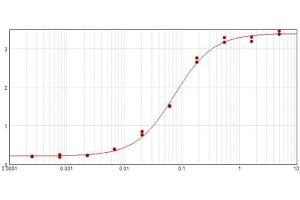 anti-Cyclin D3 (CCND3) (C-Term) antibody