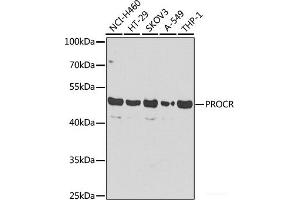 Western blot analysis of extracts of various cell lines using PROCR Polyclonal Antibody at dilution of 1:1000. (PROCR anticorps)