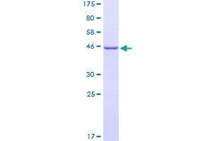 Image no. 1 for COMM Domain Containing 3 (COMMD3) (AA 1-195) protein (GST tag) (ABIN1350017)