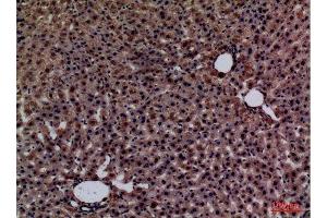 Immunohistochemistry (IHC) analysis of paraffin-embedded Rat liver, antibody was diluted at 1:100.