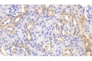 Detection of BACE2 in Mouse Kidney Tissue using Polyclonal Antibody to Beta Secretase 2 (BACE2)