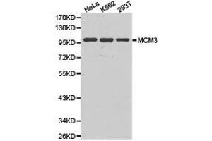 Western Blotting (WB) image for anti-Minichromosome Maintenance Complex Component 3 (MCM3) antibody (ABIN1873664) (MCM3 anticorps)